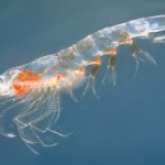 Cat costa krill oil – Ulei de krill pret